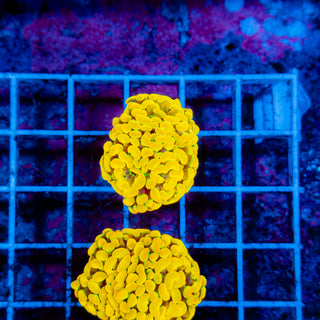 Jolly Rancher Hammer 402 (2 Heads)