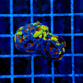 SPLATSANITY HAMMER (2 HEADS) 1007