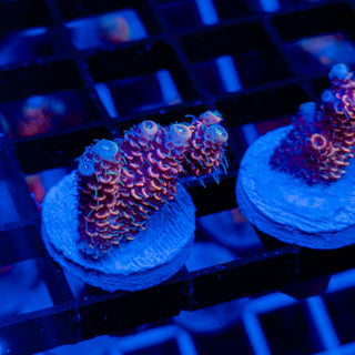 DUSK RUNNER MILLE 331