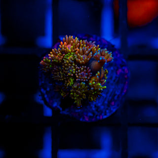 Goni Of The Gods G353