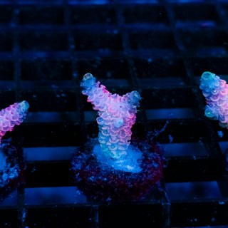 Plasma Blossom Mille 993