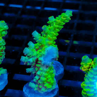 Biohazard Sunburst 734