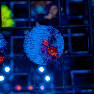 DARTH MAUL ZOA ~ 2P 107