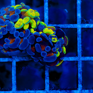 SPLATSANITY HAMMER (2 HEADS) 1007