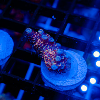 DUSK RUNNER MILLE 332