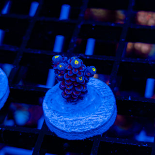 VERY CHERRY BOMB 110