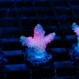 Plasma Blossom Mille 992