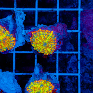 Flamethrower Rhodactis 906