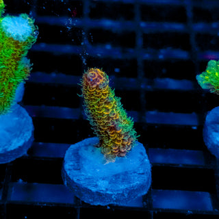 Helios Forge Mille 914