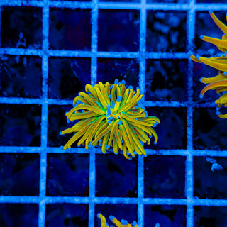 ULTRA TAMER TORCH 978