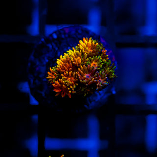 Goni Of The Gods G354