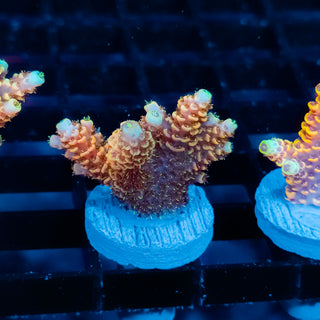 Ember Crown Mille 1024