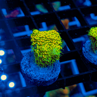 KRYPTONITE MILLE 465