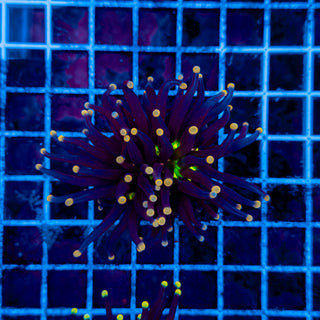 ORANGE TIP JOKER TORCH 917