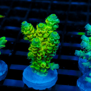 Biohazard Sunburst 733