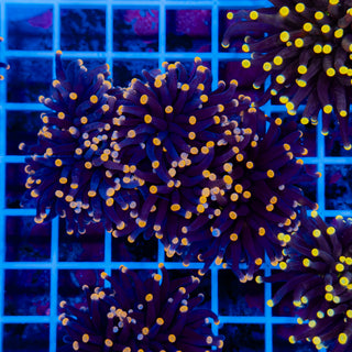 Malaysian Orange Tip Joker Torch 913 (3 Heads)