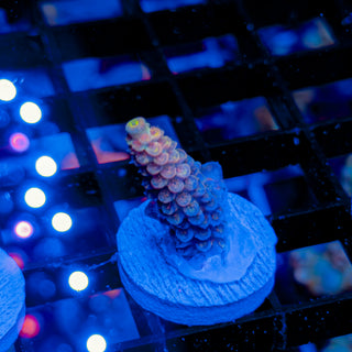 MANDARIN PASSION 752