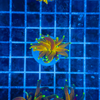 GREEN TIP BRANCHING TIGER TORCH 315