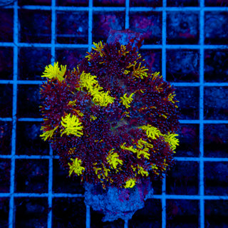 Carpet Bounce Mushroom 501 XL