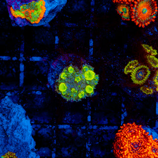 Biohazard Bounce 209