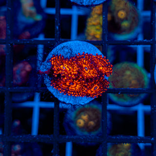 DARTH MAUL ZOAA ~ 5P 104