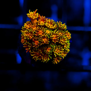 Goni Of The Gods G355