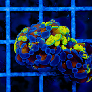 SPLATSANITY HAMMER (2 HEADS) 1007