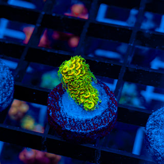 KRYPTONITE MILLE 466