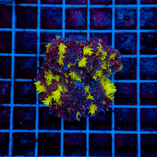 Carpet Bounce Mushroom 502 XL