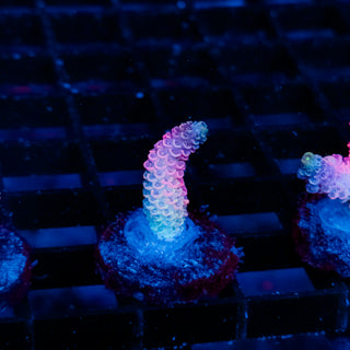 Plasma Blossom Mille 991