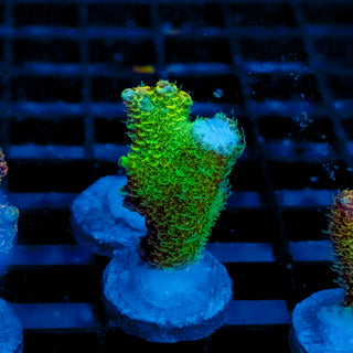 Helios Forge Mille 915