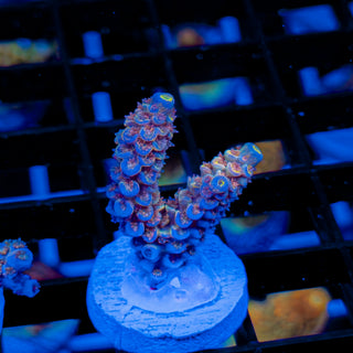 MANDARIN PASSION 753