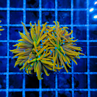 ULTRA TAMER TORCH (2 HEADS) 980