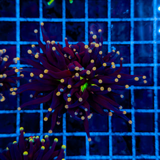 ORANGE TIP JOKER TORCH 920