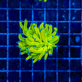 HOLY GRAIL TORCH 316