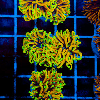 Hellfire Torch 523 (2 Heads)