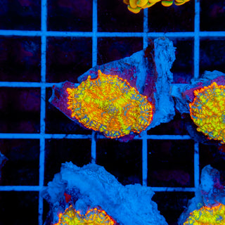 Flamethrower Rhodactis 907