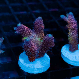 Violet Surge Mille 1058