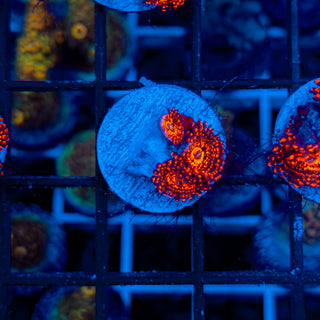 DARTH MAUL ZOA ~ 3P 105