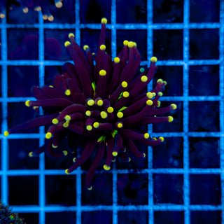 YELLOW TIP JOKER TORCH 919