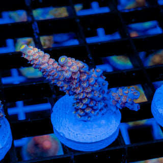 MANDARIN PASSION 754