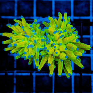 Glitter HG Torch 901 (Splitting)