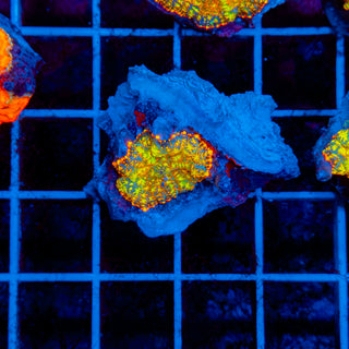 Flamethrower Rhodactis 908