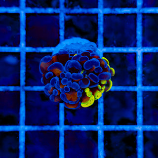 SPLATSANITY HAMMER 1008