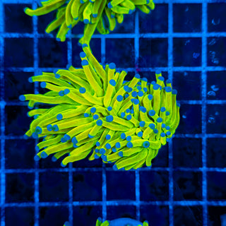 HOLY GRAIL TORCH (2 HEADS) 319