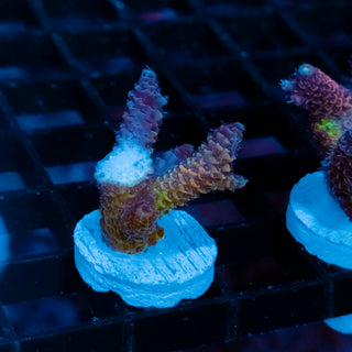 Violet Surge Mille 1057