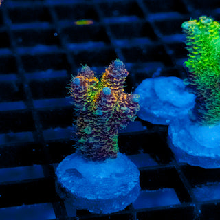 Helios Forge Mille 916