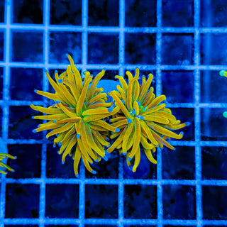 ULTRA TAMER TORCH (2 HEADS) 981