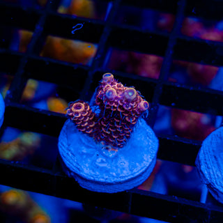 DUSK RUNNER MILLE 329