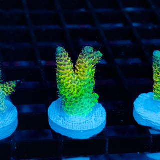 Solar Venom Mille 1092